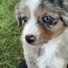Miniature Australian Shepherd and Toy Australian Shepherd Puppies from Pawesome Lil Aussies