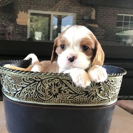 Cavalier King Charles Spaniels from Perdido Beach