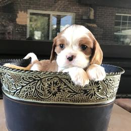 Cavalier King Charles Spaniels from Perdido Beach