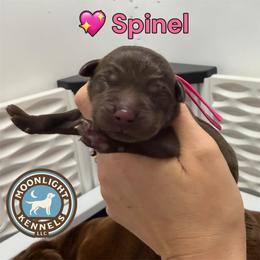 Spinel - Chocolate female Labrador Retriever puppy in Elloree, South Carolina from Moonlight Kennels LLC