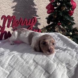Dachshund Puppies from Doxiequad