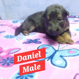 Daniel Red Collar - Black and red male German Shepherd puppy in Bedias, Texas from TiPi S Ranch's German Shepherds