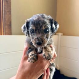 Gravity - Blue merle male Aussiedoodle puppy in Columbia Falls, Montana from Firefly Aussies & Aussiedoodles