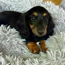 Gnocco  RTG now - Black and tan male Dachshund puppy in Albany, Wisconsin from Deglow’s Doxies