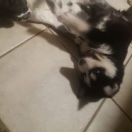 Siberian Husky Puppies from Xk siberians