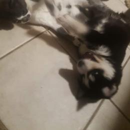 Siberian Husky Puppies from Xk siberians