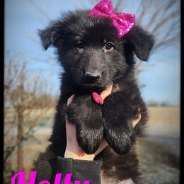 Holly - Black female German Shepherd puppy in Fort Jennings, Ohio from Von Holtzapple German shepherds