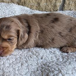 Cookie - Dapple female Dachshund puppy in Evansville, Indiana from Pixie Dust Dachshunds