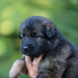 Red Collar - Sable female German Shepherd puppy in Prospect, Connecticut from Di Massimo Canile