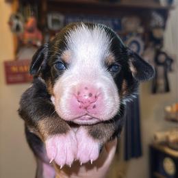 Boy 3 - Black, white and red male Greater Swiss Mountain Dog puppy in Knoxville, Maryland from Dahlgren Swissys