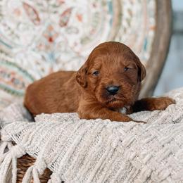 Apollo - Red  male Goldendoodle puppy in Iola, Texas from Supreme Doodles of Texas