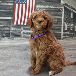 Poodle Puppies from Red Barn Moyen Poodles
