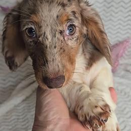 Brown dapple  Piebald - Skittles - Dapple female Dachshund puppy in Springfield, Ohio from LUXEYPUPS