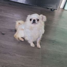 Ghost - Chihuahua