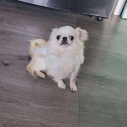 Ghost - Chihuahua