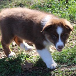 Kelly - Red tri-color female Australian Shepherd puppy in Kansas, Oklahoma from Windy G Farm