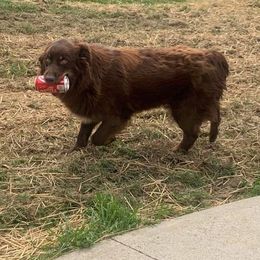 Molly - Australian Shepherd
