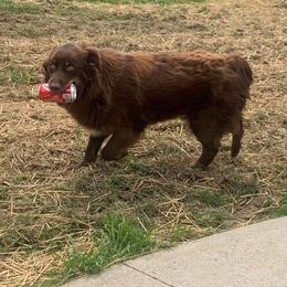 Molly - Australian Shepherd