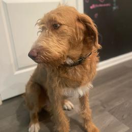 Caine - Labradoodle