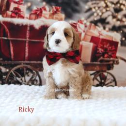 Ricky - Caramel male Australian Labradoodle puppy in Hurricane, Utah from Red Desert Doodles