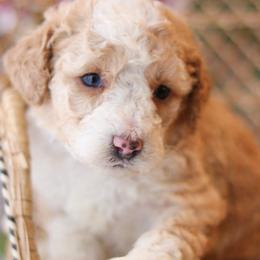 Roulette - Red female Bernedoodle puppy in Crete, Nebraska from Doodles & Co
