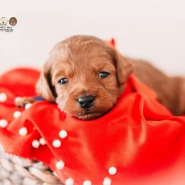 Bernedoodle and Goldendoodle Puppies from Hommel’s Mini Darling Doodles