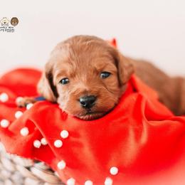 Bernedoodle and Goldendoodle Puppies from Hommel’s Mini Darling Doodles