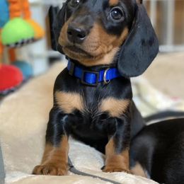 Dachshund Puppies from Maisy & Meg