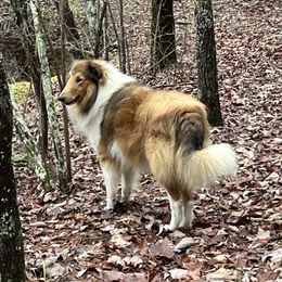 Christian - Collie