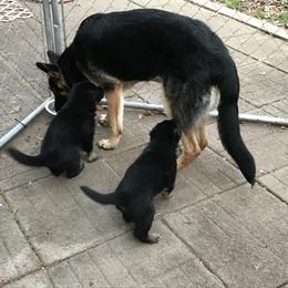 German Shepherd Puppies from Sandy’s Shepherds