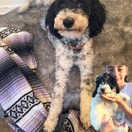Aussiedoodle, Goldendoodle, and Poodle All Grown Up from North Florida Poodles and Doodles