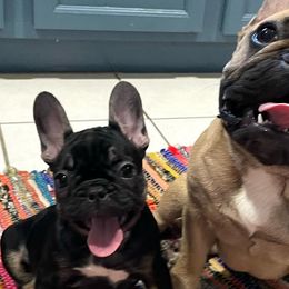 French Bulldogs from RGV Class Frenchies