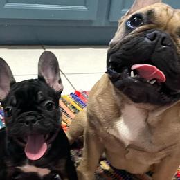 French Bulldogs from RGV Class Frenchies
