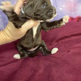 Darcie - Brown and white female Bernedoodle puppy in Winfield, Alabama from Rose Lane Doodles