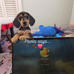 Paola PRA Clear - Blue and cream female Dachshund puppy in Dade City, Florida from Kingpindoxies