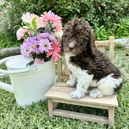 Lilo - Parti female Goldendoodle puppy in Montgomery, Texas from Dacus Doodles