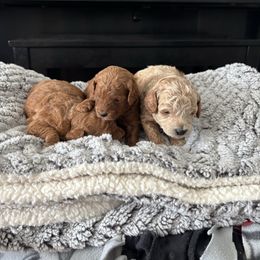 Maltipoo puppies from Quel’s Maltipoos