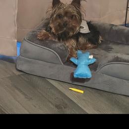 Koko - Yorkshire Terrier