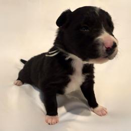 Finn - Black and white male Border Collie puppy in Paris, Texas from Broadmoor Farm
