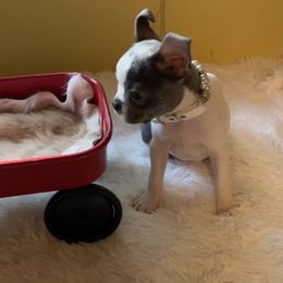 Boston Terrier Puppies from Angie's Little Bostons