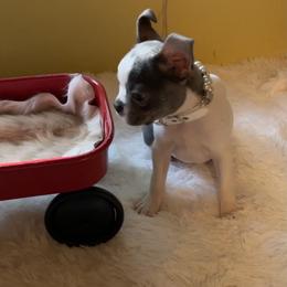Boston Terrier Puppies from Angie's Little Bostons