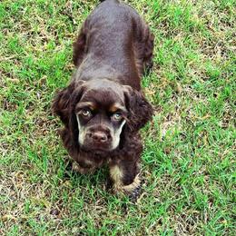 Cocker Spaniel All Grown Up from Southern Country Cockers