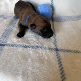 Dark blue - Red sable male Belgian Malinois puppy in Highland City, Florida from VonSal Kennels