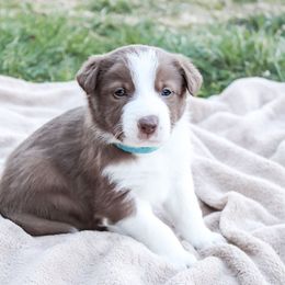 Border Collie Puppies from Silver Creek Ridge
