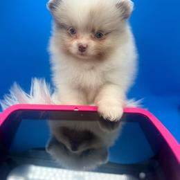 Chanel - Chocolate parti female Pomeranian puppy in Brentwood, California from Royalpawpoms