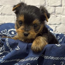 Luka - Blue and gold male Yorkshire Terrier puppy in Monticello, Iowa from Ashley’s Puppies