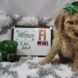 Goldendoodle and Poodle Puppies from Partridge Doodles and Poodles