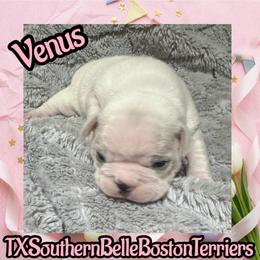 Venus - Seal brindle and white female Boston Terrier puppy in Brazos Point, Texas from TX Southern Belle Bostons
