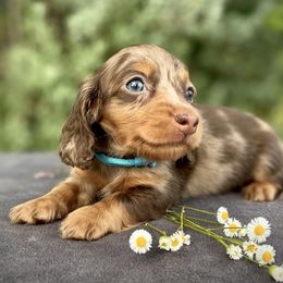 Boy 2 - Chocolate and tan Dachshund puppy in North Port, Florida from Jessica Louise Dachshunds