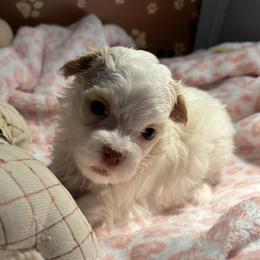 Girl 2 - Cream female Havanese puppy in East Lansing, Michigan from VanCort's Happy Havanese